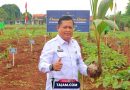 Mulyadi Pimpin Penanaman Pohon Kelapa Serentak Di Kabupaten Tanah Laut